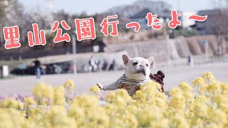 【犬とピクニック】茅ヶ崎里山公園にお散歩いってピクニックしたよ　418