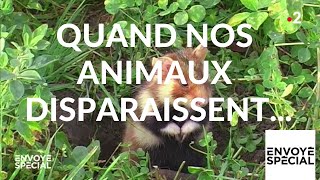 Envoyé spécial. Quand nos animaux disparaissent... - 14 février 2019 (France 2)