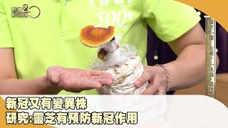 新冠又有變異株　陽明交大研究：靈芝有預防新冠作用！【聚焦2.0】第486集