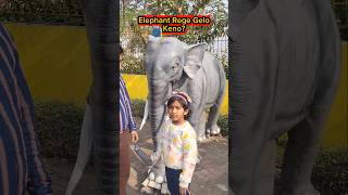 Elephant🐘Rege Gelo Keno?🤣🤣 #shorts #funnyvideo #comedy #trishikarimpashorts