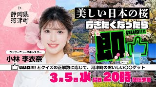 【桜企画2025】行きたくなったら即いいね!!「日本の美しい桜in河津町」／2025.3.5 20時配信予定（小林李衣奈）