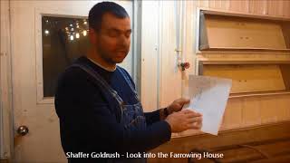 A look inside Shaffer Goldrush farrowing house