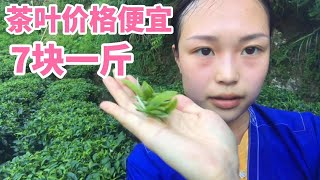 【杨一米茶】高山云雾茶突然暴跌价格，茶青一斤7块钱，冒着大热天山上采茶