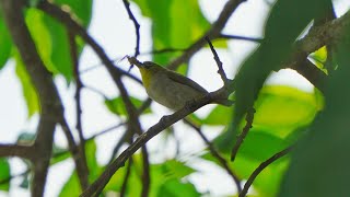 綠繡眼餵食