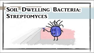 Soil Dwelling Bacteria: Streptomyces