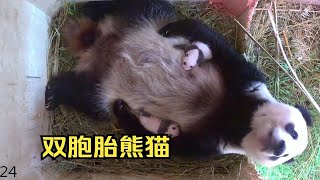 旅奥大熊猫阳阳，全世界第一只同时抚育双胞胎的熊猫妈妈，近1个多月，寸步不离！