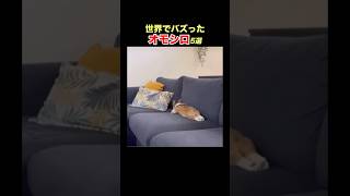 【休み方が人間】SNSで億超え再生！海外オモシロ動画