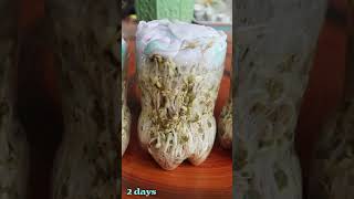 How to grow Mung Bean Sprouts at home easily, harvest after 3 days