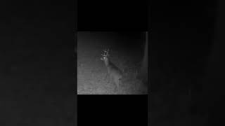 11 09 23.  10:50pm A large deer walks under the old oak tree