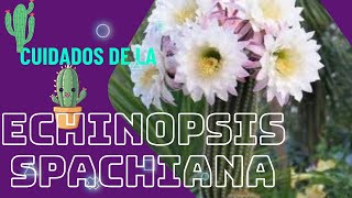 La echinopsis spachiana una belleza en tu jardín #echinopsis #cactaceas #suculentas #vivero