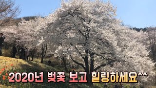 2020년 서울 서대문구 안산자락길  경의선 숲길에 핀 예쁜 벚꽃 구경하세요~Enjoy the cherry blossoms blooming in South Korea in 2020