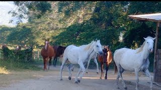 THE HARSH REALITY OWNING A MARE