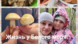 🌸наш юный грибник🌸лес