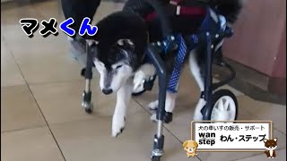 犬の車いすと柴犬（マメくん）【わん・ステップ】