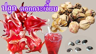 น้ำกระเจี๊ยบ roselle juice  | ซื้อมาต้นน้ำสมุนไพรจากตลาด | เก็บเมล็ดไว้ปลูก | วิธีทำให้งอกไว