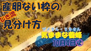 屋上の蜂場の残りの群の1週間後　養蜂10月4日②