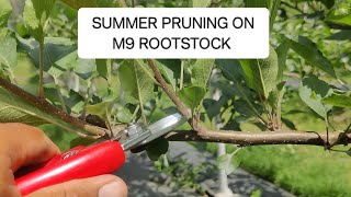 SUMMER PRUNING ON M9 ROOTSTOCK. 21 MAY 2023. Gala Fenplus.