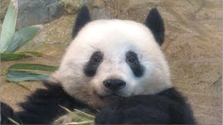 かわいいお顔で大好物を食べるシャンシャン　2019.01.31　前半　ABC Panda Movies