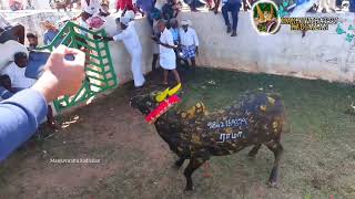 keelakottai #jallikattu   #trending  2023 1.1.23#manjuvirattu . #shorts  #viral  💥😎 #happynewyear