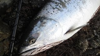 北上川／追波川サクラマス今季二匹目のゲット🐟ルアーフィッシング