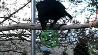 ボール遊びをするカラス/　Crow playing with ball