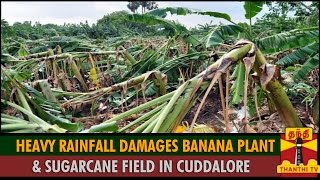 Heavy Rainfall Damages Banana Plant \u0026 Sugarcane Field in Cuddalore - Thanthi TV