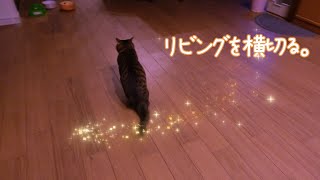 家の中を動くあいちゃん【２本足の癒し猫 あいちゃん】No.717