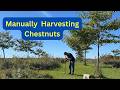 *Still* MANUALLY Harvesting Chestnuts