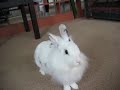 my cute bunny walk 2 legs