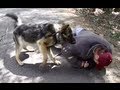 Training Personal Protection Dogs for Takedowns, 0-60, and Muzzle Attacks