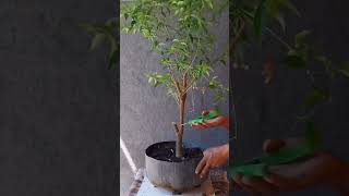 Mini acerola, preparando primeira bifurcação desse futuro #bonsai #plants