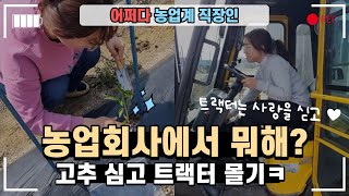 [농업회사VLOG] 중소기업 마케터가 트랙터운전까지?; 5월에는 고추랑 옥수수 심고 상추 따요 | 농업회사브이로그 | 고추심는시기와방법 | 마케터하는일