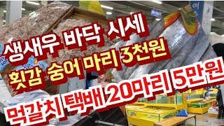 생새우 바닥시세, 활어매장 개장,  횟감 숭어 마리 3천원 [가락수산시장]