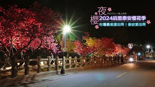 2024后里泰安櫻花季│夜櫻綻放│美工阿宗趴趴走