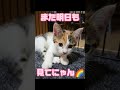 その37新しい世界 三毛猫 保護猫 子猫 家族 虹