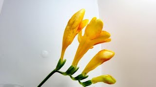 【花の開花#29】フリージア（アサギズイセン（浅黄水仙））の開花を観察する / Blooming Freesia