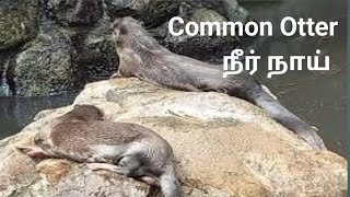 Common Otter / நீர் நாய்