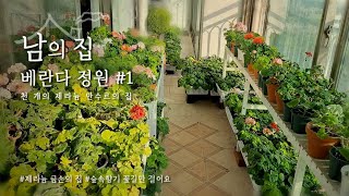 남의 집 베란다정원#1/천개의 제라늄을 보유한 제라늄부자 금손의집 /제라늄 천국