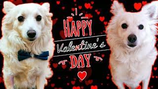 Happy Valentine's Day ❤️ | Aashiyan | Dog talking video | Annie the girl
