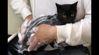 子猫が初めてのお風呂で泡まみれになった姿がかわいい…ｗ暴れるかと思いきや意外におとなしい？【保護黒猫】