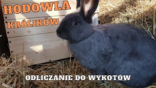 Hodowla KRÓLIKÓW - odliczanie do wykotów