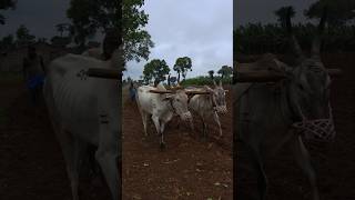 ഈ കാഴ്ച നിങ്ങൾ കണ്ടു കാണില്ല#travel #shots #kozhikode #nature #farming