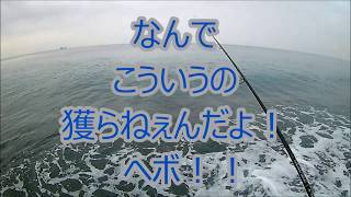 ランカーシーバス降臨！　2017.5 静岡サーフ　ヒラスズキも釣れたよ