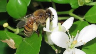 自然觀察2015：蜜蜂採蜜和花粉_慢動作