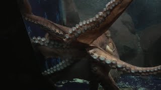 ミズダコ　(越前松島水族館/福井県)