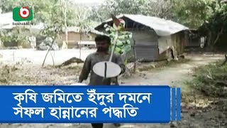 কৃষি জমিতে ইঁদুর দমনে সফল হান্নানের পদ্ধতি