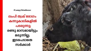 ലംപി ത്വക് രോഗം കന്നുകാലികളില്‍ പടരുന്നു; രണ്ടു മാസമായിട്ടും മരുന്നില്ല; ഇടപെടാതെ സര്‍ക്കാര്‍