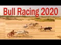 Bull Race in Pakistan 2020