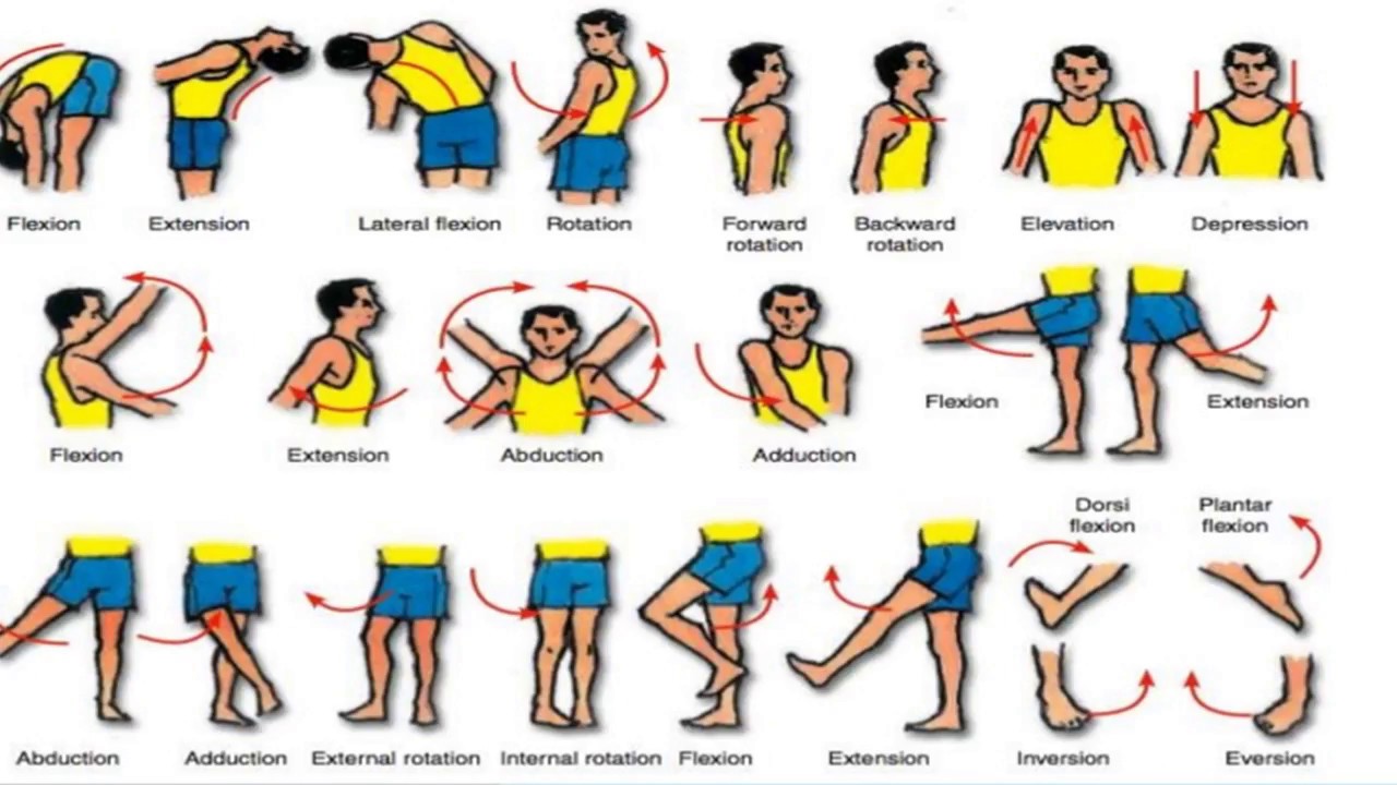 Osteokinematics & JOINT MOVEMENTS - YouTube