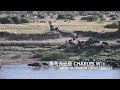 great migration of wildebeest serengeti 角马大迁徙